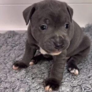 Meet Ruby 7 week-old girl